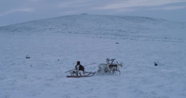 白と茶色のトナカイは、彼がそりにしている毛皮から伝統的な服を着て雪の男と北極のフィールドの真ん中で速く走っています — ストック動画