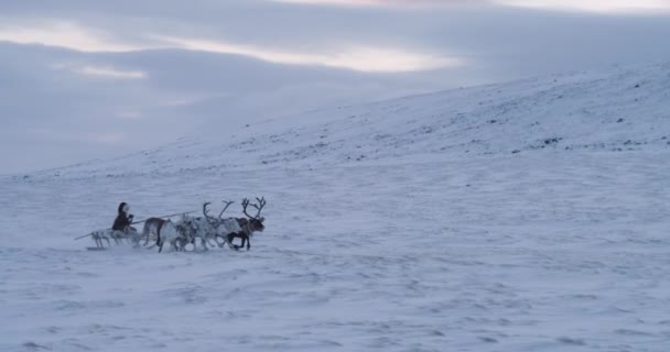 Prachtig uitzicht op een groep rendieren die snel door het sneeuwveld loopt met een man op een slee — Stockvideo