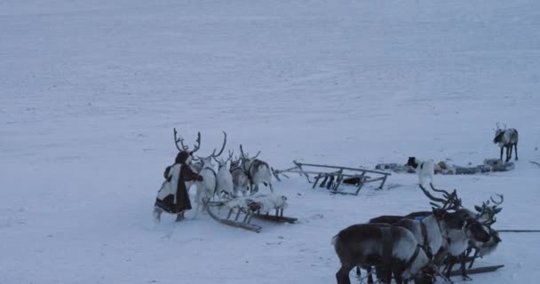 Inmitten eines arktischen Mannes, der auf einem Schlitten sitzt und mit seinen schönen Rentieren unterwegs ist, trägt er einen Pelz — Stockvideo