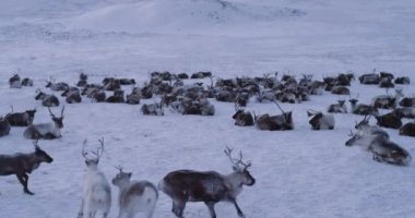 Arktik ortasında büyük bir geyik sürüsü , şaşırtıcı video yakalama , güzel dizginler