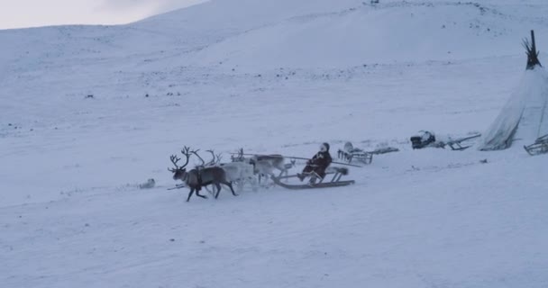 Homem em um trenó ter um passeio com um grupo com renas no meio do Ártico incrível vídeo captura da vida siberiana, belas renas — Vídeo de Stock