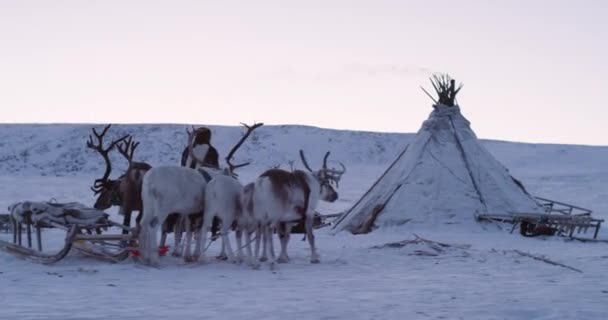 Primeros renos en medio del campamento de yurtas en Siberia, día nevado — Vídeos de Stock