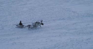 Bir kızak üzerinde bir adam Harika video Arktik ortasında güzel ren geyiği ile bir yolculuk var