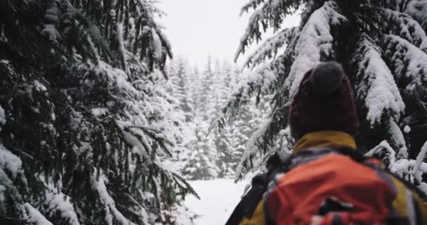 Egy kemény téli napon a közepén az erdő fiatal turista utazik egyedül feltárása havas fa és nagy területen a hó — Stock videók