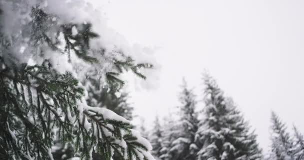 Niesamowite szczegóły w ciężkim zimowym dniu z pełnym Snowy Christmas Tree zbliżenie gałęzi drzewa wstrząsnąć śniegu — Wideo stockowe