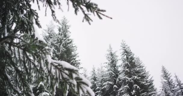 Inverno duro in mezzo a un bellissimo bosco un sacco di albero di Natale pieno coperto di neve — Video Stock