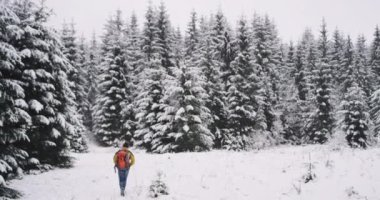 Tek başına seyahat büyük bir Noel ağacı turist ile şaşırtıcı karlı ormanda o karlı alanda yavaş yürümek donanımlı