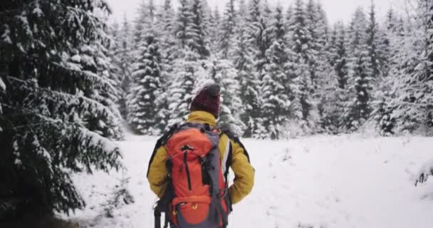 Uitgerust toerist in een harde winterdag wandelen door de sneeuw in een prachtig bos met een grote kerstboom vol sneeuw Neem video van de achterkant — Stockvideo