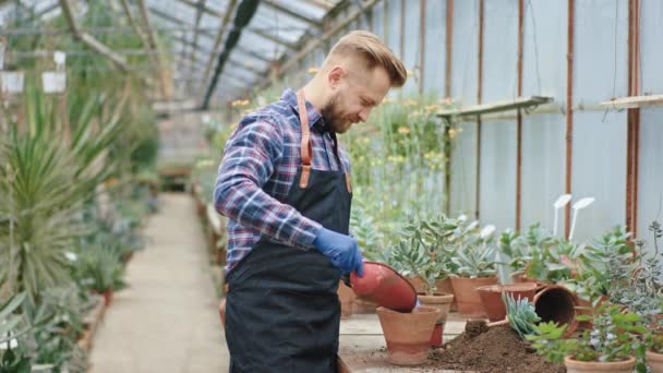 Charismatischer Gärtner, der glücklich und entspannt in einem großen Blumengewächshaus arbeitet, pflanzte er eine Blume in einen Topf. Schuss auf ARRI Alexa Mini — Stockvideo