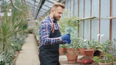 İyi görünümlü bahçıvan büyük bir çiçek serasında çalışıyor mavi eldivenler giyiyor ve saksıya ekilen bitkileri gösteriyor..