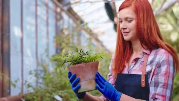 Jardineiro mulher bonita em uma grande estufa analisando a condição de plantas decorativas com muito cuidado e com prazer. 4k — Vídeo de Stock