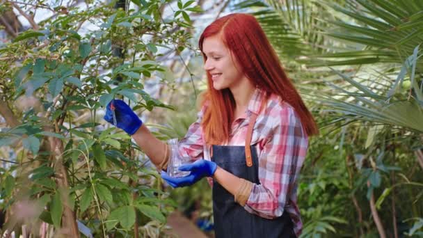 Senhora ruiva bonita com muito cuidado cuidar depois de uma plantas decorativas ela colocou algumas gotas de vitaminas sobre as plantas em uma grande estufa — Vídeo de Stock