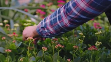 Endüstriyel seradaki karizmatik bahçıvan büyük endüstriyel bir seradaki dekoratif bitkilerle ilgileniyor.