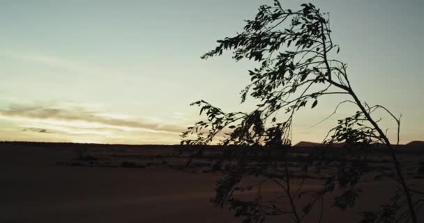 Ao pôr do sol incrível no meio da paisagem de um belo campo de areia branca uma árvore flui — Vídeo de Stock