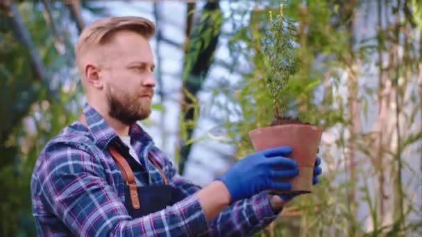 Homem jardineiro feliz e animado em uma estufa agrícola plantando uma planta decorativa em um pote muito concentrado — Vídeo de Stock