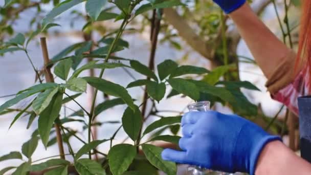 漂亮的园艺师在温室里放了几滴维生素，分析植物的生长情况，然后在温室里种植了一些植物之后，她就把它们照料好了 — 图库视频影像
