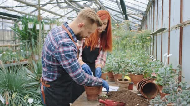 Hermosa pareja jardinero en un gran invernadero de flores trabajando juntos plantando la flor en la olla muy emocionada y feliz — Vídeo de stock