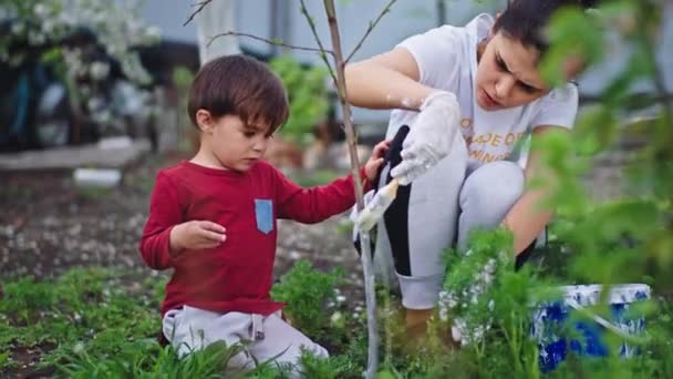 小さな息子と一緒に集中した女性は、白いチョークを使用して木を描く庭から木の後に世話をします。4k — ストック動画