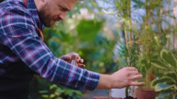 Stor trädgårdsmästare man ta hand om dekorativa växter i sitt eget växthus han tar några vitaminer och sätta över växten några droppar — Stockvideo