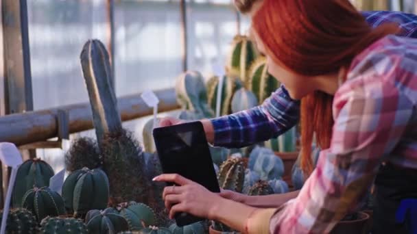 V přední části fotoaparátu ve skleníku krásný zahradník a její kolega pořídit nějaké fotky krásné dekorativní rostliny kaktus v průmyslovém skleníku — Stock video