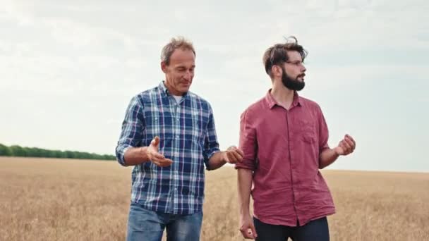 В солнечный день один зрелый мужчина и молодой парень два фермера анализируют результаты пшеницы с поля они идут по пшенице и обсуждают — стоковое видео