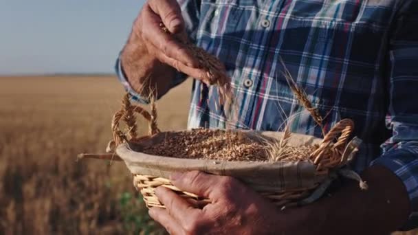 Крупный план детали старик фермер в середине золотого поля пшеницы держа коробку с пшеничным зерном в руке играет после хорошего урожая успешной — стоковое видео