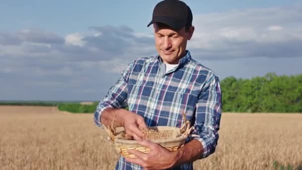 In a sunny day farmer man with a hat excited take some wheat grain in a basket and touching a good harvest successful year — Stock Video