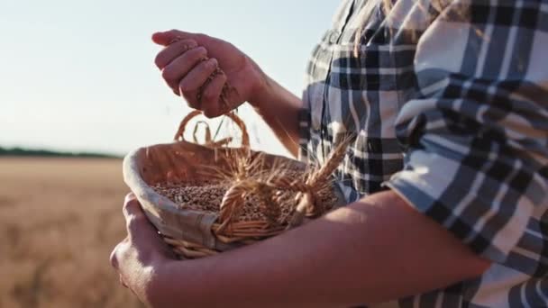 Крупный план красивая сельская дама держит корзину с травой пшеницы и играть с руками после хорошего урожая успешным — стоковое видео