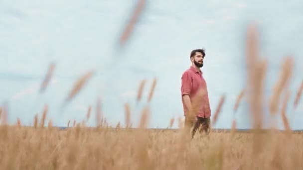 Attraente ragazzo contadino in mezzo al campo di grano giovane che cammina intorno a toccare il grano e sentirsi eccitato — Video Stock