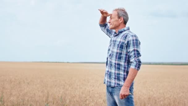 Em um grande campo de trigo jovem carismático velho agricultor dar uma olhada no campo de trigo muito concentrado olhando para longe — Vídeo de Stock