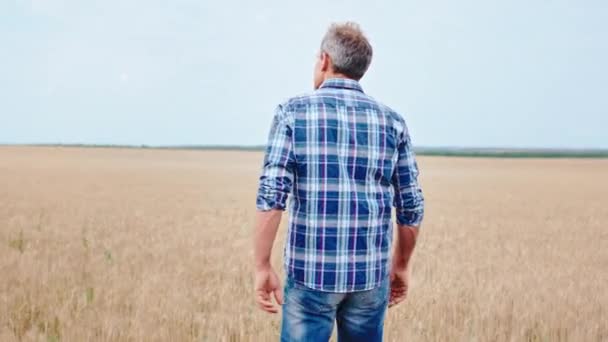 Camminando vecchio agricoltore in mezzo al campo di grano guarda intorno a come il grano cresce — Video Stock