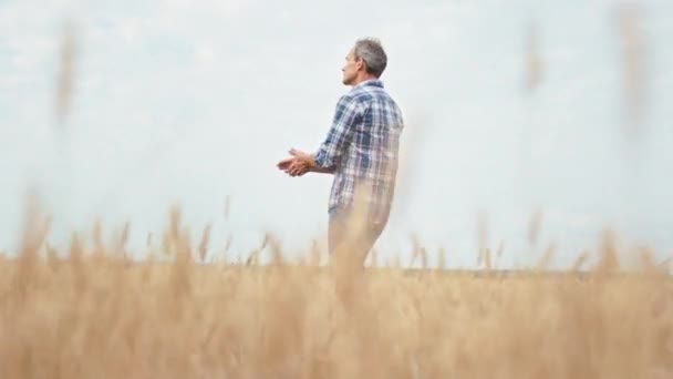 Ve velkém mladém pšeničném poli procházejícím pšenicí, starém farmáři, se soustředil na analýzu pšenice, jak roste. — Stock video