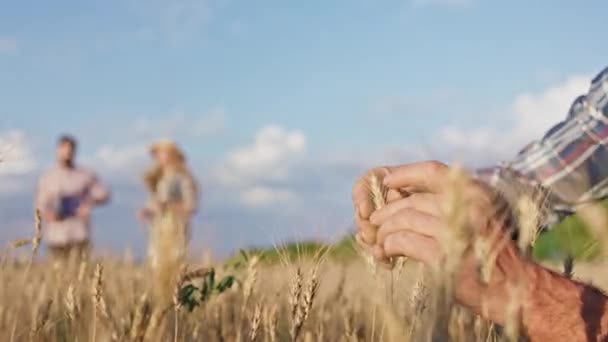 Primo piano per la fotocamera vecchio agricoltore analizzando la spiga di grano si tocca con amore ogni sfondo di grano due giovane uomo e signora in piedi in mezzo al campo di grano — Video Stock