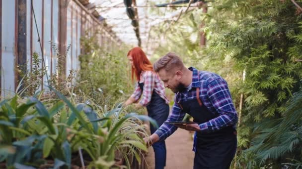 熱帯温室では、 2人の庭師が慎重に世話をします。植物の男がタブレットを手にした後、完璧な晴れた日にいくつかのメモを取る — ストック動画