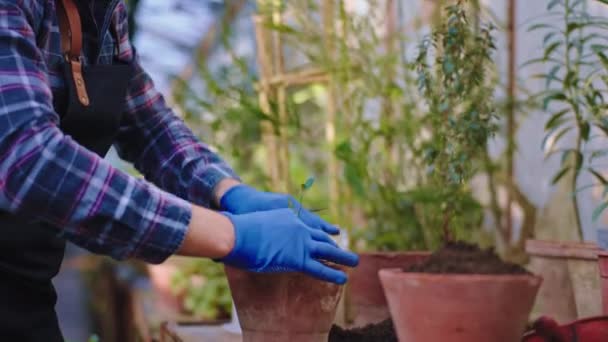 Goed uitziende tuinman in landbouwkas plantte een kleine decoratieve plant in een pot heel voorzichtig hij heeft een blauwe handschoenen op handen. Opgenomen op ARRI Cinema Camera — Stockvideo