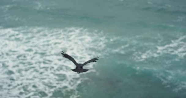 Captura de la vista al mar increíble hermoso cuervo negro volando a través del mar en frente de la cámara. mociones lentas — Vídeo de stock