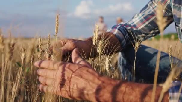 Charismatic old man farmer touching the spikes in the large wheat field other family members analyzing something in the middle of the wheat using a tablet — Stock Video
