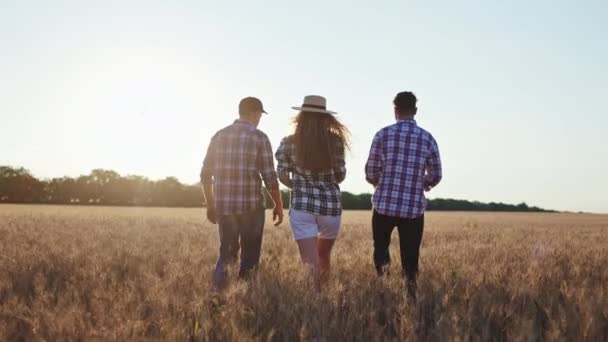 Prendendo video dallo sfondo camminare giovane donna con il suo padre contadino e fratello analizzano il raccolto del grano al tramonto — Video Stock