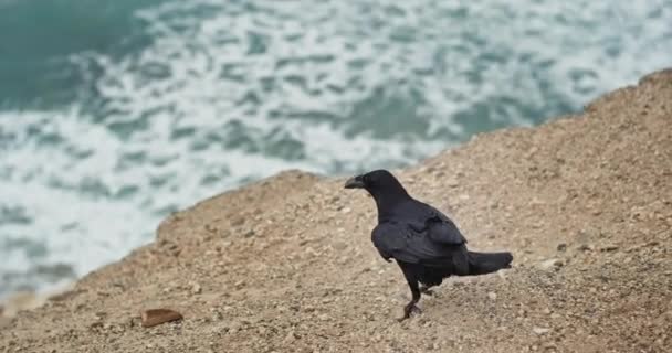 Sul lato spiaggia bellissimo corvo nero guardando attraverso il mare incredibile video cattura — Video Stock