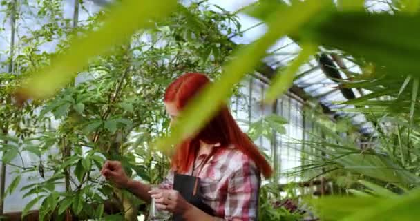 Dicht bij de camera mooie bloemist dame neem wat medicijnen te laten vallen op de planten pot heel voorzichtig in een kas — Stockvideo