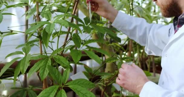 Pendekatan rincian florist manusia menggunakan beberapa obat untuk tanaman Mengambil beberapa tetes obat untuk bunga-bunga di rumah kaca — Stok Video