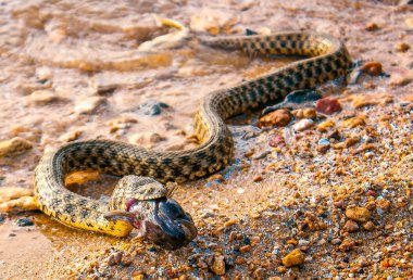 Yılan nehirde balık yemek