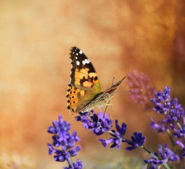 Lavanta çiçeğinin üzerinde güzel bir kelebek