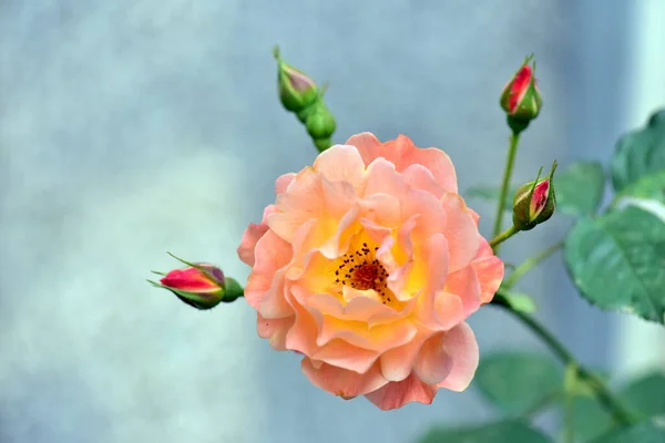 Piękny Kwiat Róży Pączkami Ogrodzie — Zdjęcie stockowe