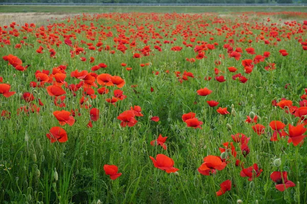 Poppy Veld Het Voorjaar — Stockfoto