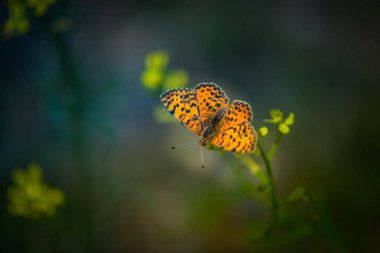 Bir çiçekte kelebek - yakın görünüm
