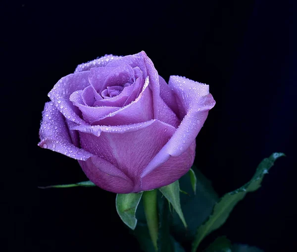 Beautiful Purple Rose Flower Black Background — Stock Photo, Image