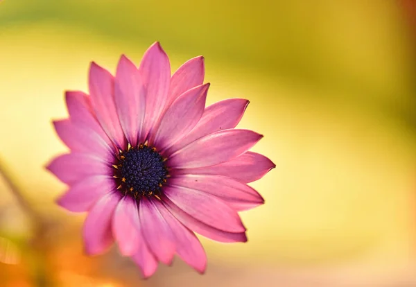 Szép Százszorszép Virág Természetes Háttér — Stock Fotó