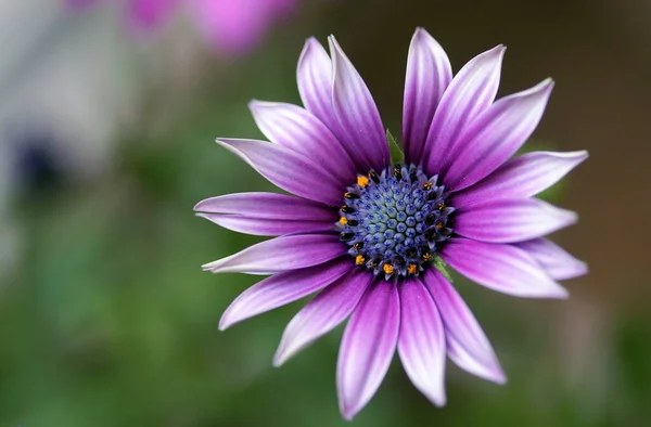 Closeup Purple Daisy Flowers — 스톡 사진
