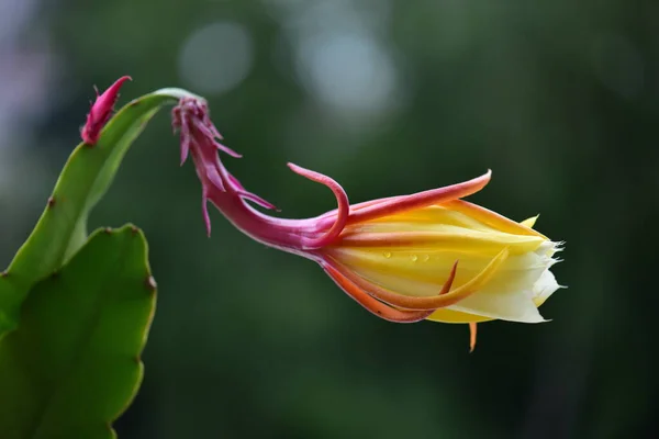 Closeup Shot Yellow Pink Cactus Flower — Stock fotografie